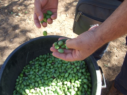 K+S Nitrogen, la raccolta delle olive